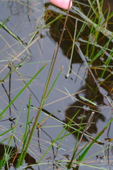 Rytidosperma duttonianum