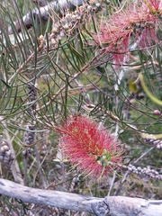 Melaleuca linearis
