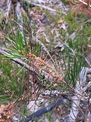 Melaleuca linearis