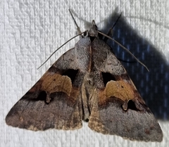 Avatha discolor
