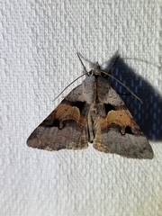 Avatha discolor