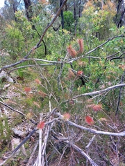 Melaleuca linearis