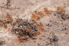 Solenopsis validiuscula