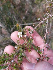 Leptospermum arachnoides