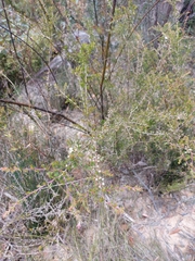 Leptospermum arachnoides