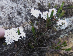 Epacris muelleri