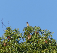 Lanius bucephalus
