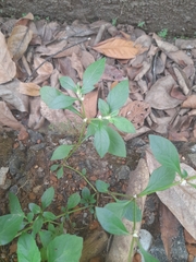 Alternanthera bettzickiana