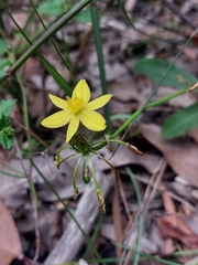 Tricoryne simplex