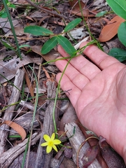 Tricoryne simplex