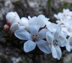 Epacris muelleri