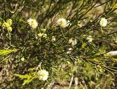 Melaleuca uncinata