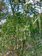 Acacia prominens