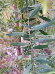 Acacia prominens