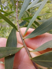 Acacia prominens