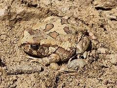 Sclerophrys poweri