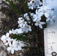Epacris muelleri