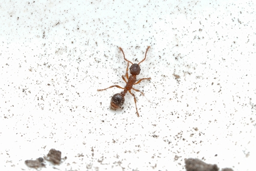 Myrmica wheeleriMyrmica wheeleri
