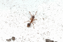 Myrmica wheeleri