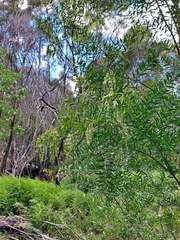 Acacia prominens