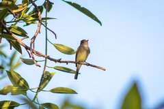 Empidonax