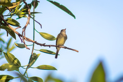 Empidonax