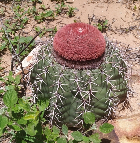 Melocactus salvadorensis