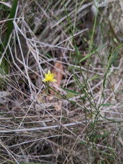 Tricoryne