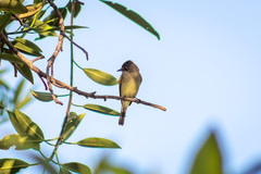 Empidonax