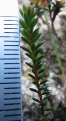 Epacris muelleri