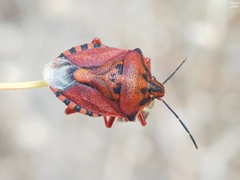Carpocoris mediterraneus