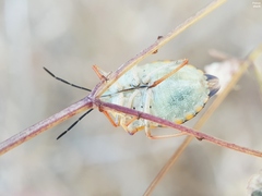 Carpocoris mediterraneus