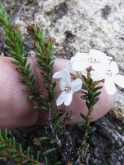 Epacris muelleri
