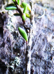 Epacris muelleri