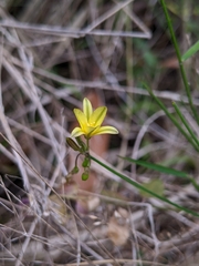 Tricoryne