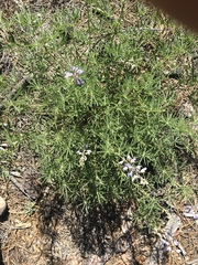Lupinus hyacinthinus