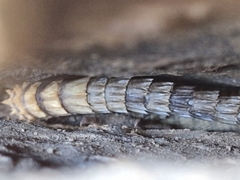 Karusasaurus jordani