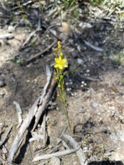 Bulbine semibarbata