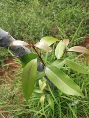 Syzygium cumini