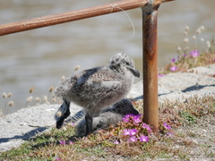 Larus pacificus georgii