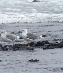 Larus fuscus heuglini