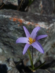 Velloziaceae