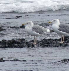 Larus fuscus heuglini