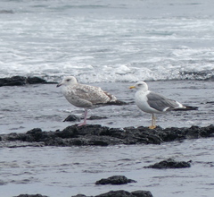 Larus schistisagus