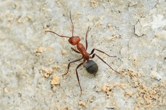 Formica integra