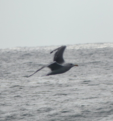 Larus fuscus heuglini