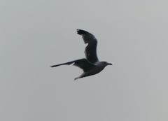 Larus fuscus heuglini