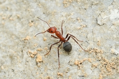 Formica integra