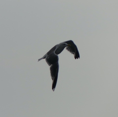 Larus fuscus heuglini