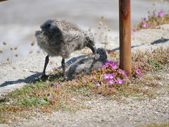 Larus pacificus georgii